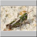 Myrmeleotettix maculatus - Gefleckte Keulenschrecke 14 Teverener Heide.jpg